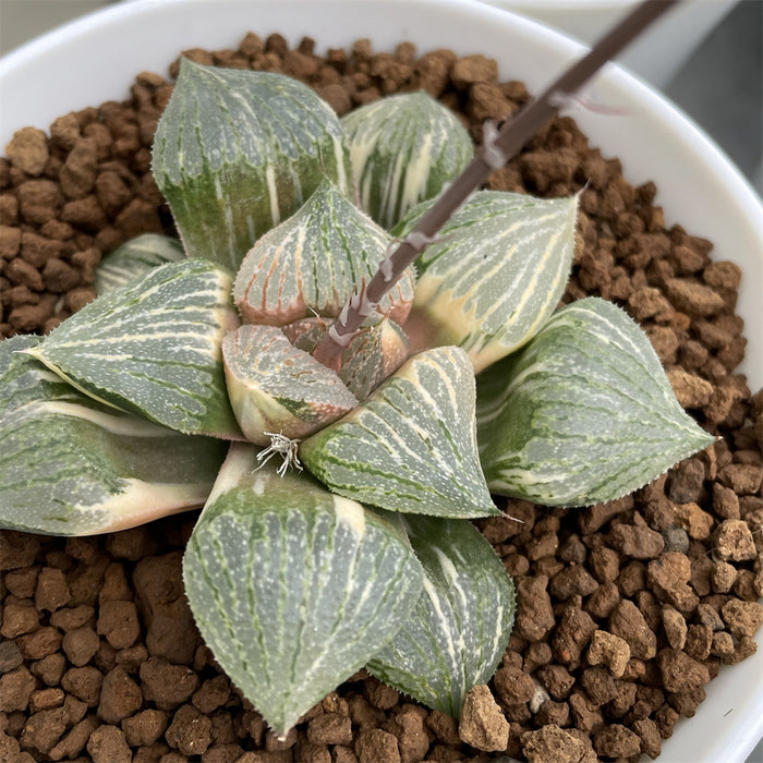 Haworthia Picta variegated