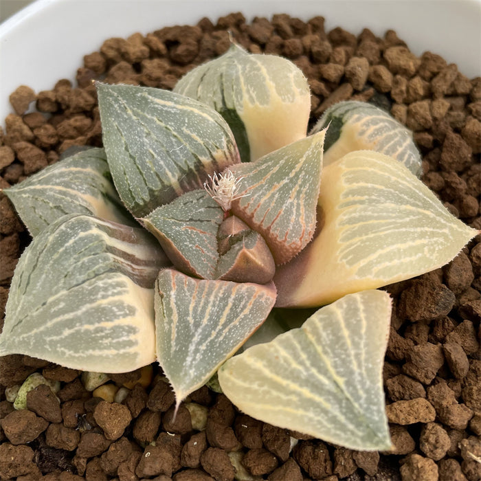 Haworthia Picta variegated
