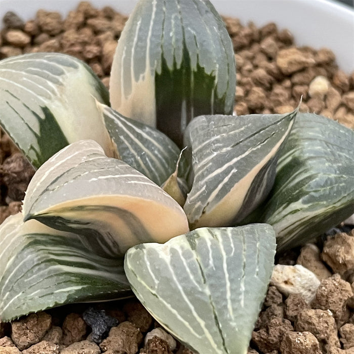 Haworthia Retusa Variegated plant from offsets