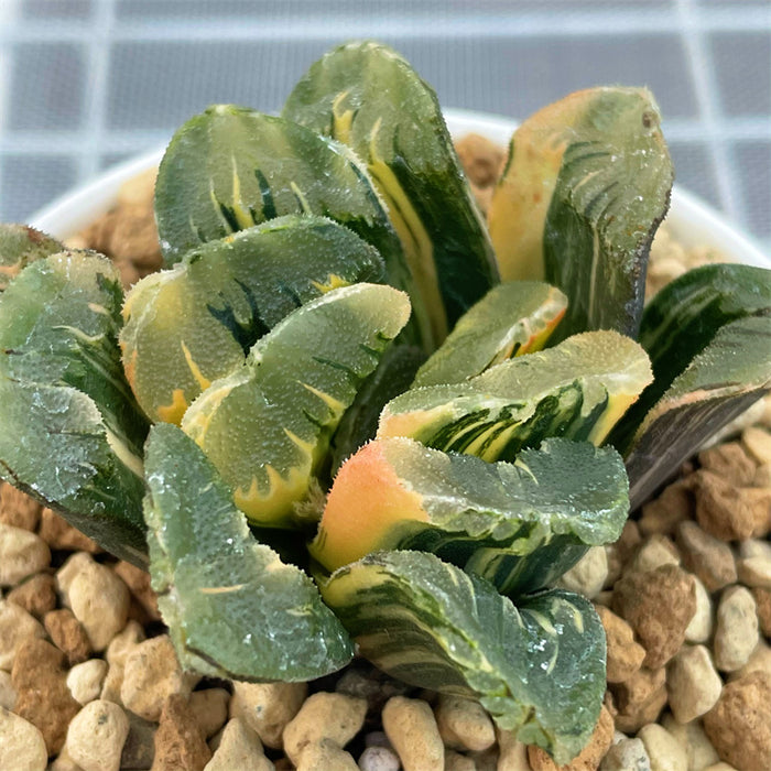 Haworthia Seiko Variegated