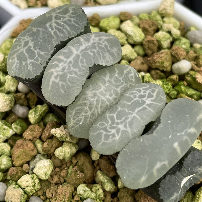Haworthia Truncata 'Best Blue'