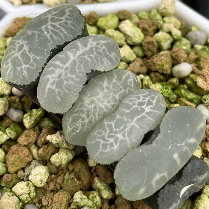 Haworthia Truncata 'Best Blue'