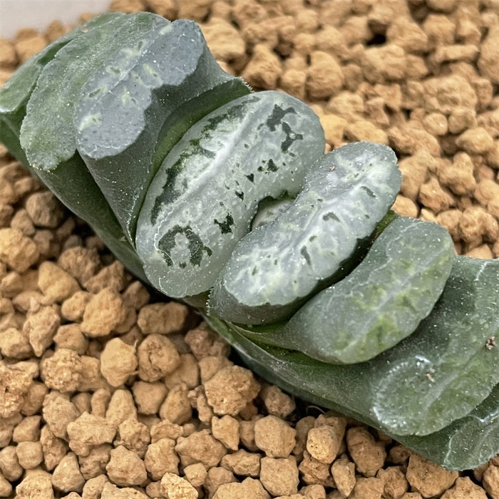 Haworthia Truncata Star Shadow