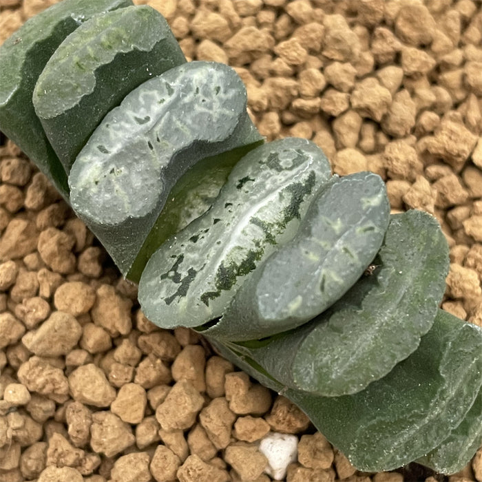 Haworthia Truncata Star Shadow