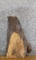 Live Edge Thick Cut Ash End/Side Table Top Slab CLOSEOUT 5336