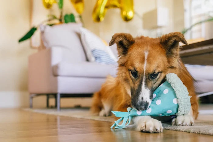 Play Pet Brands - Party Animal Yappy Party Hat