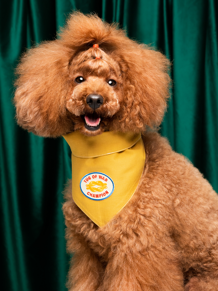 Scout's Honour Pty Ltd - Tug of War Champion iron-on patch for dogs and cats